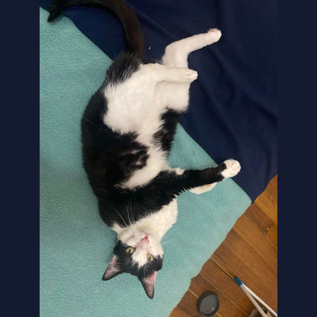 Photo of Poe *9 Lives Project Rescue*