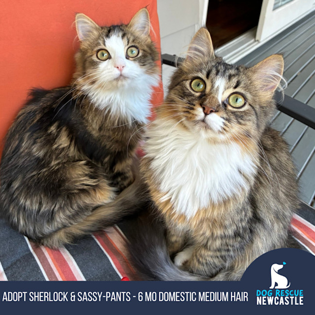 Photo of Sherlock & Sassy Pants   6 Month Old Dmh
