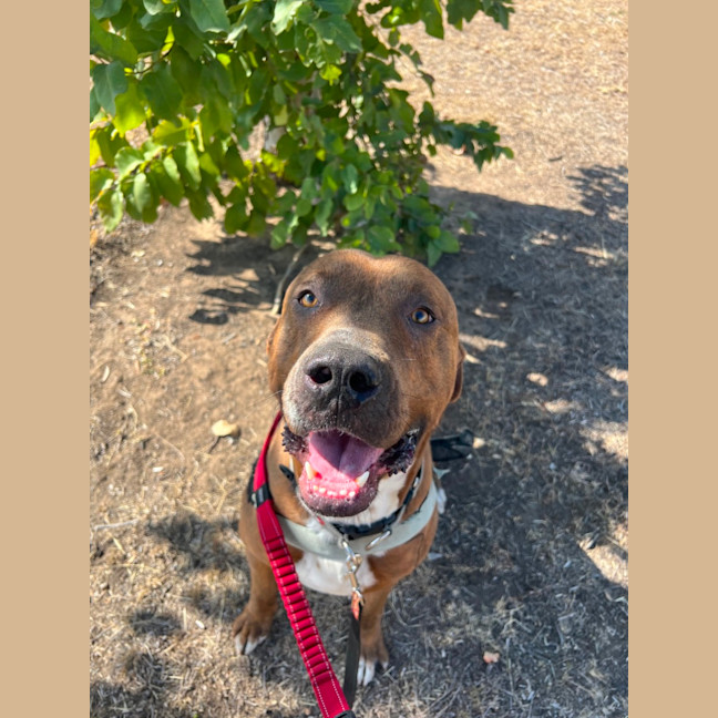 Photo of Mojo