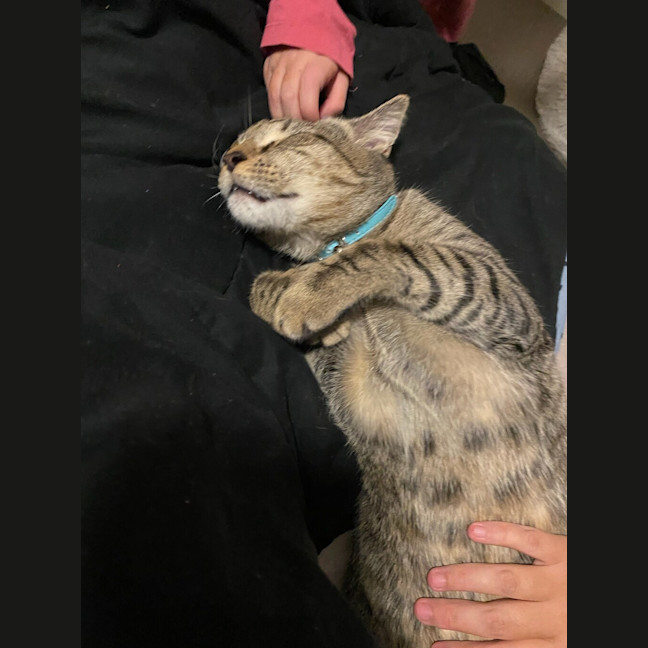 Photo of Tigga