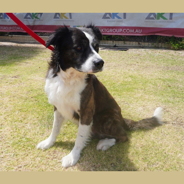 Photo of Trooper