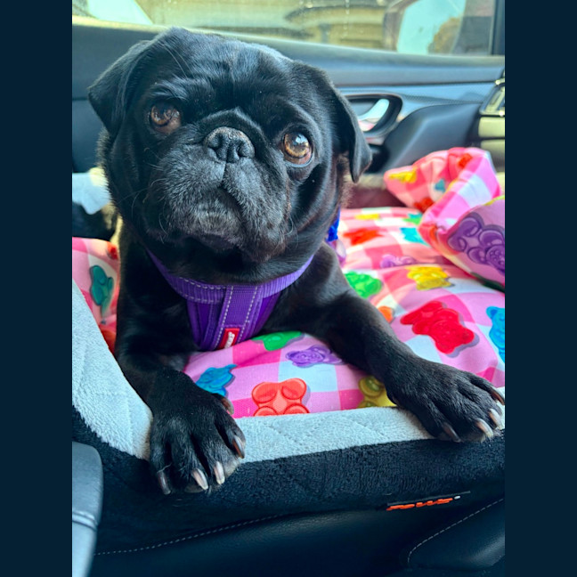 Photo of Burt   2 Year Old Pug