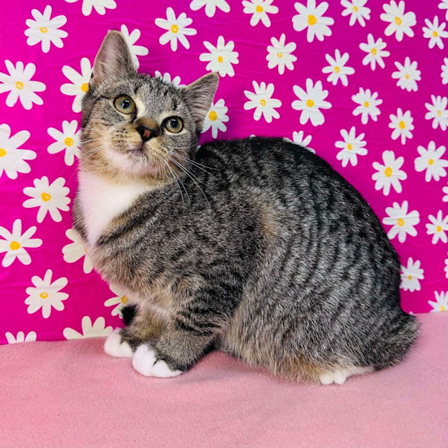 Photo of Amy   Located In Westmeadows