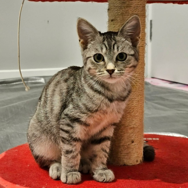 Photo of Misty