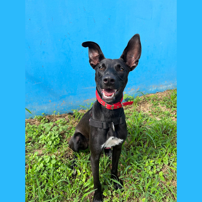 Photo of Lucky 