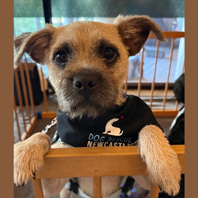 Photo of Frankie   6 Month Old Pug X Terrier