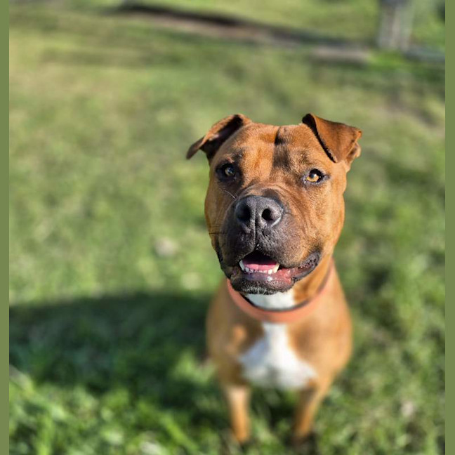 Photo of Juno