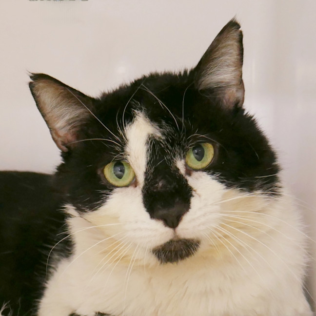 Photo of Julian Sta013075