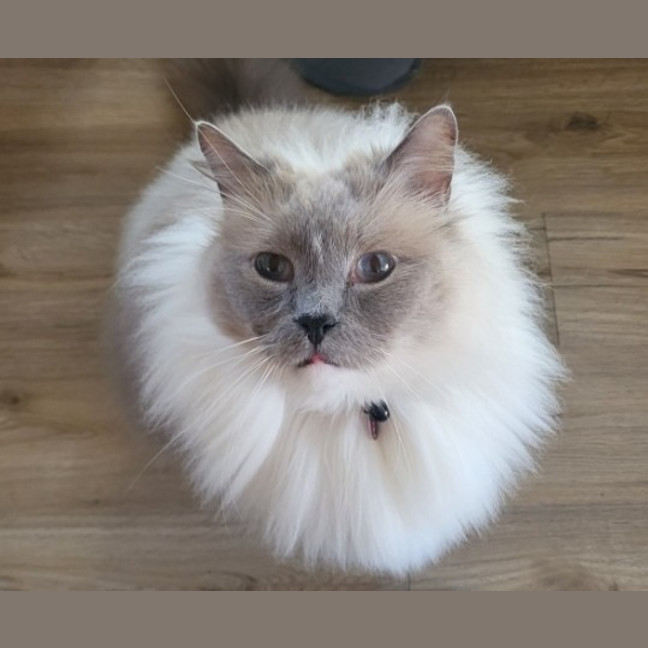 Photo of Yuki