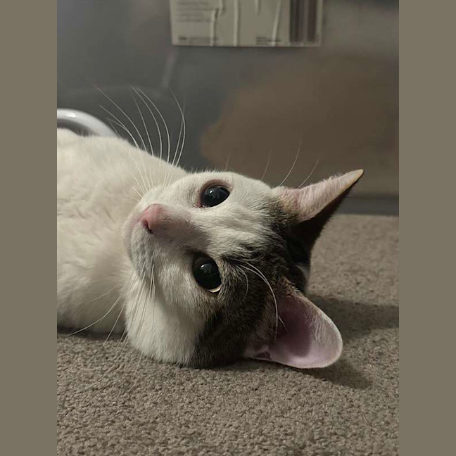 Photo of Smoosh