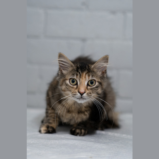 Photo of Ruby