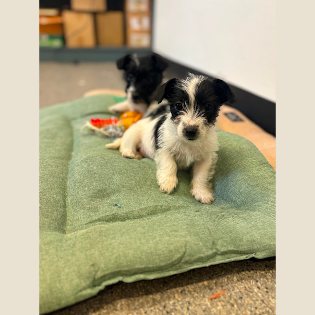 Photo of Pip