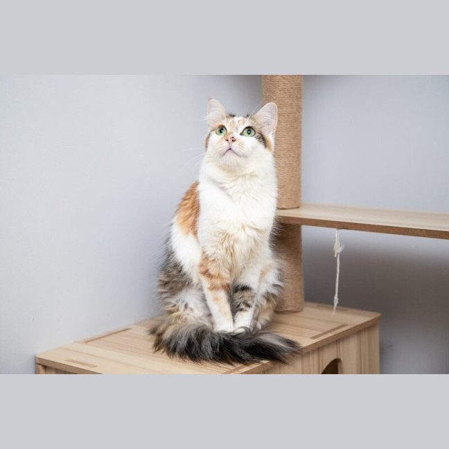 Photo of Cannoli