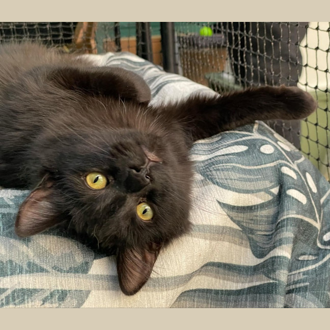 Photo of Scully **2nd Chance Cat Rescue**