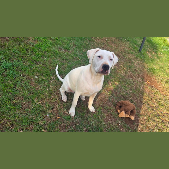 Photo of Snowball