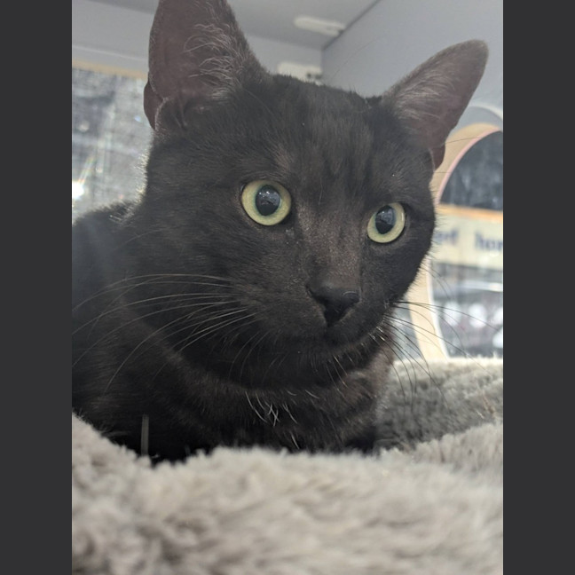 Photo of Kipper