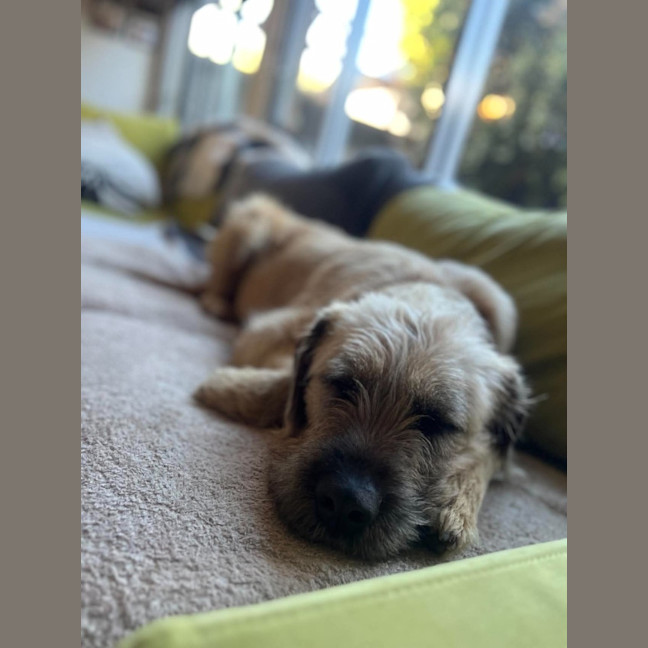 Photo of Flake
