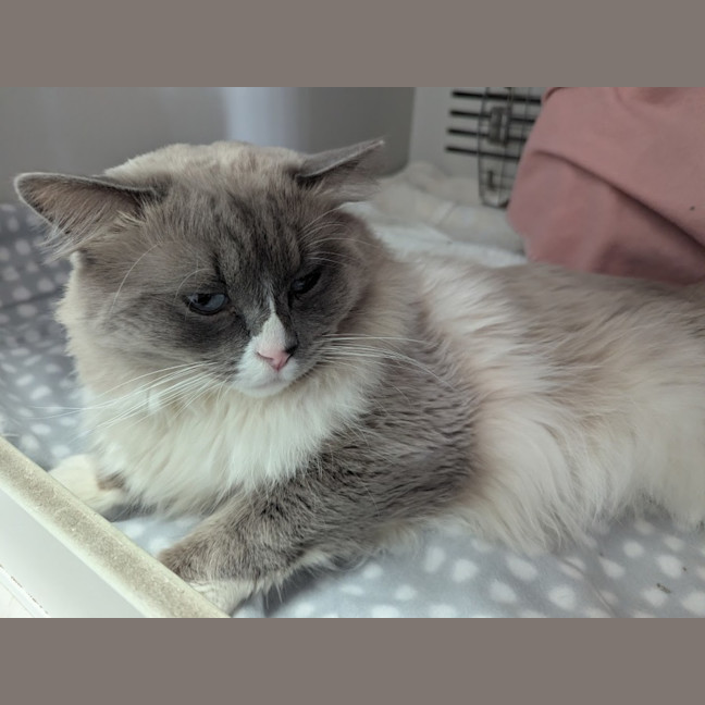 Photo of Leo