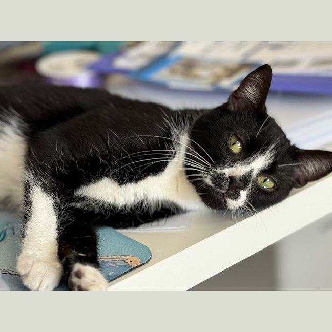 Photo of Smudge   1.5 Year Old Domestic Short Hair