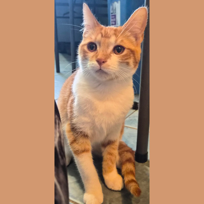 Photo of Chilli