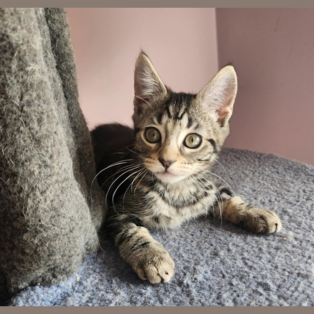 Photo of Emerald  On Display At Vets On Parker, Templestowe