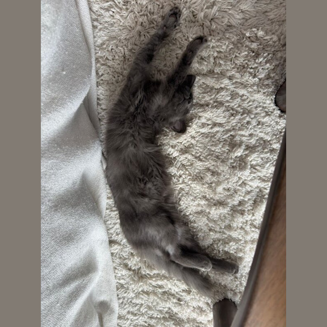 Photo of Earl Grey