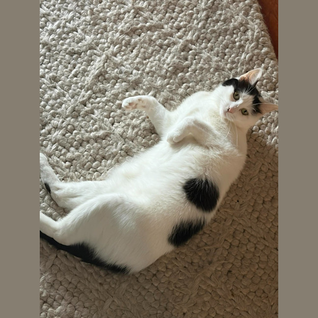 Photo of Genie