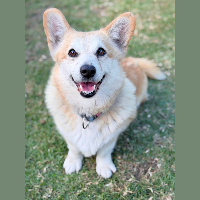 Photo of Queenie