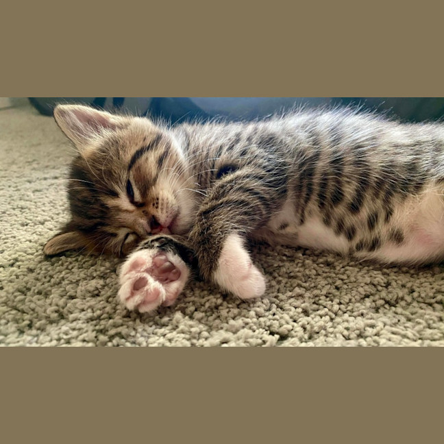 Photo of Yanni & Niko 