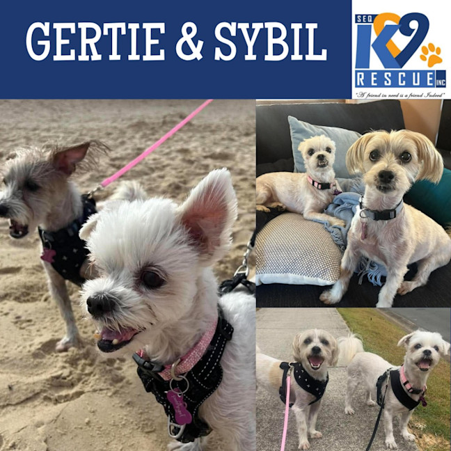 Photo of Gertie / Sybil