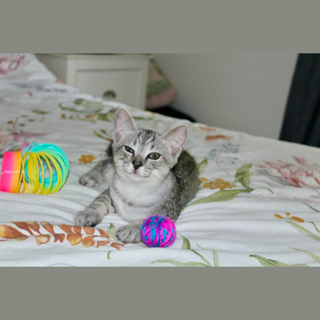 Photo of Tigger
