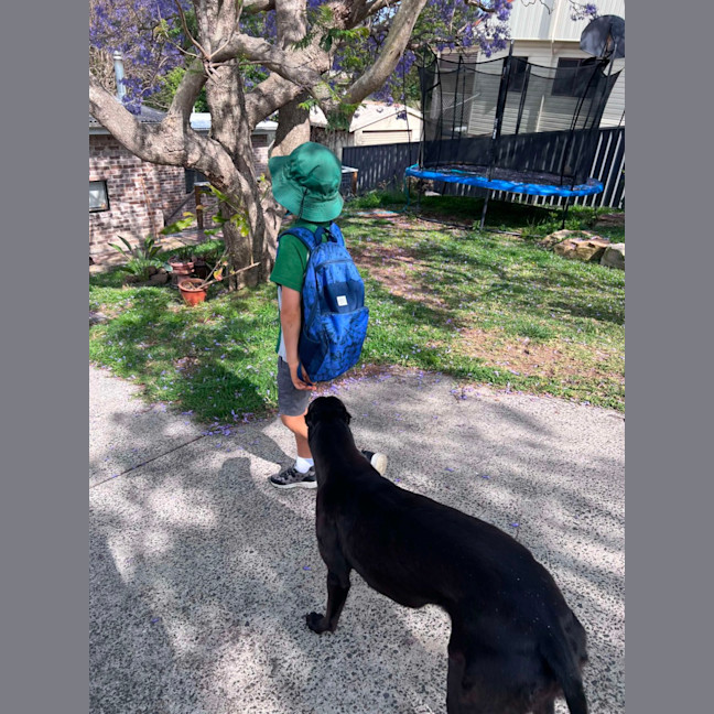 Photo of Clover, The Cat Friendly Greyhound