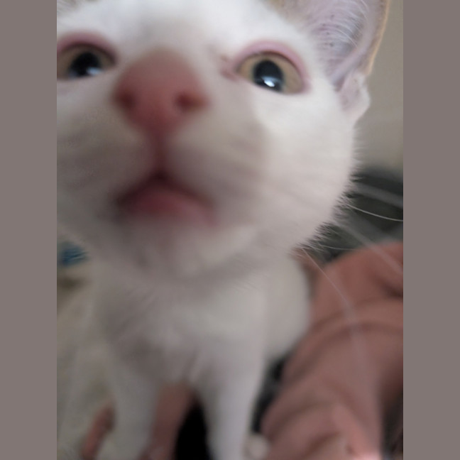 Photo of Zooperdooper