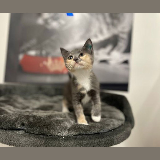 Photo of Peep