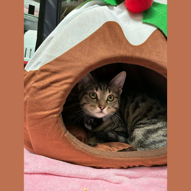 Photo of Juni ** 2nd Chance Cat Rescue **