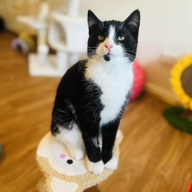 Photo of Jasper   In Foster In Doreen