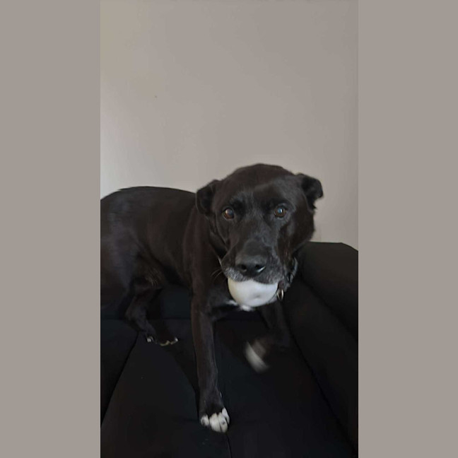 Photo of Bobo