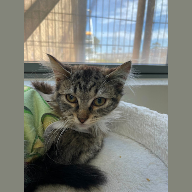 Photo of 🐦 Chirper 5882 🐦