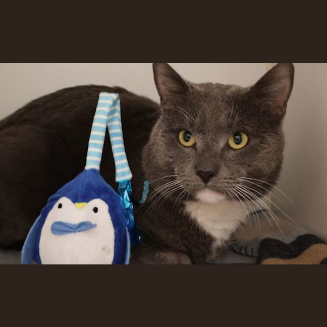 Photo of Angus