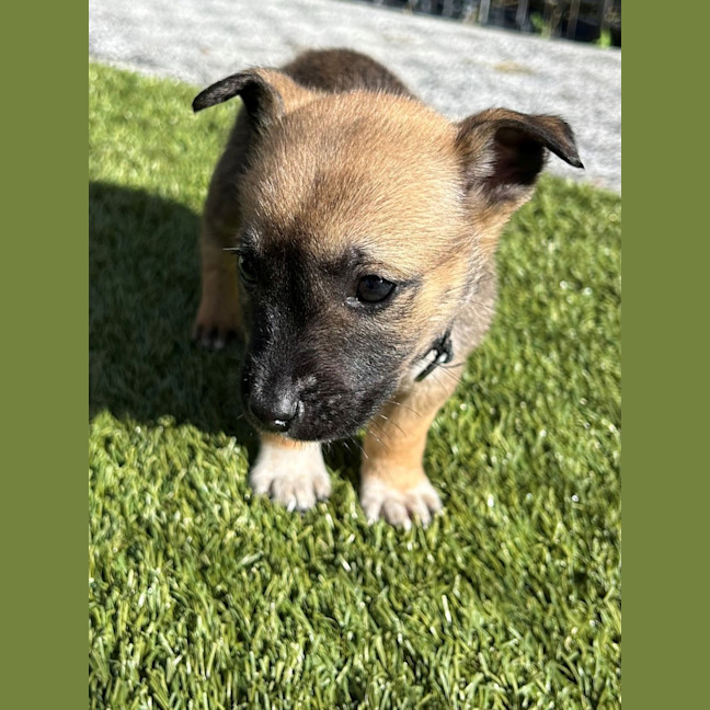 Photo of D1154 Ninja