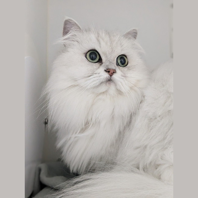 Photo of 🌞Cleocatra 5364 🌞