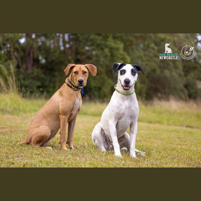 Photo of Bindi   1 Year Old Labrador X (Trial)