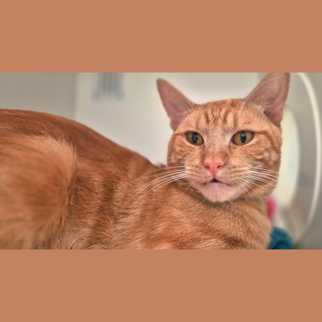 Photo of Sir Tigga (9029)