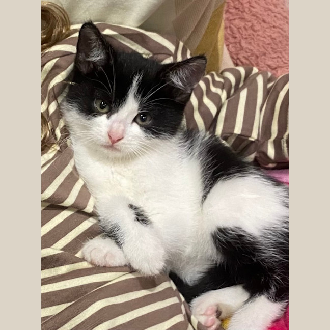 Photo of Oreo