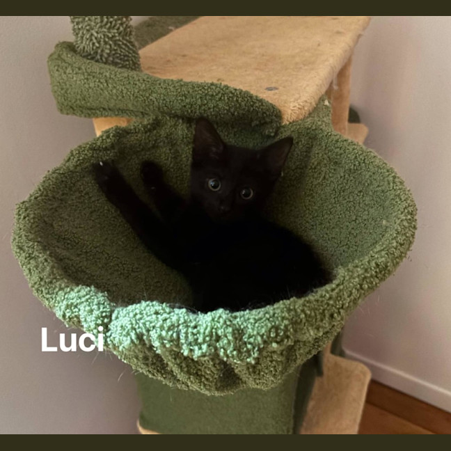 Photo of Luci