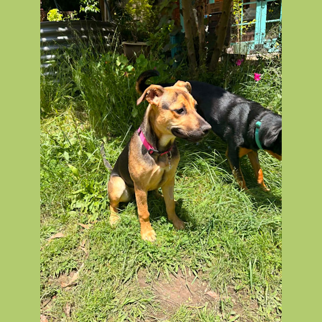 Photo of Lacey
