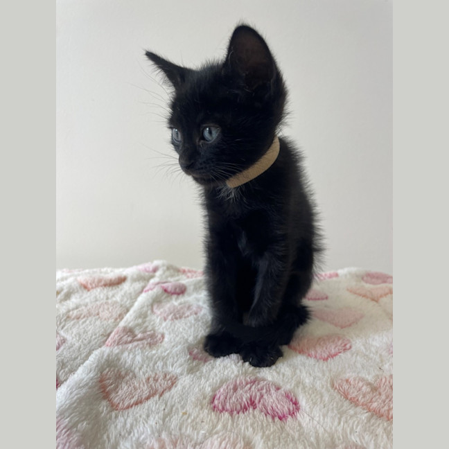 Photo of C1575 Fritz