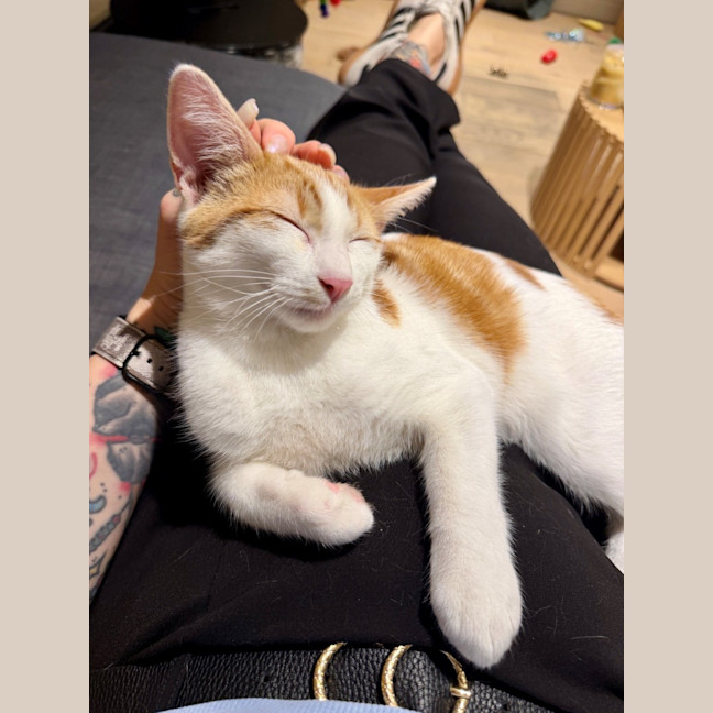 Photo of Crumpet