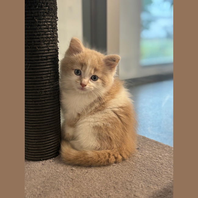 Photo of Candy Apple