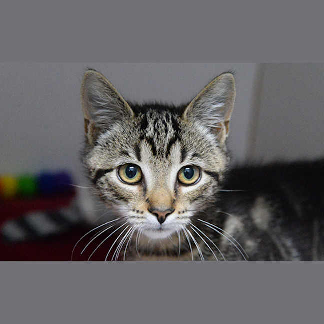 Photo of Oliver